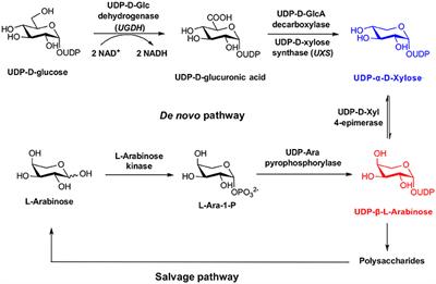 Facile and Stereo-Selective Synthesis of UDP-α-D-xylose and UDP-β-L-arabinose Using UDP-Sugar Pyrophosphorylase